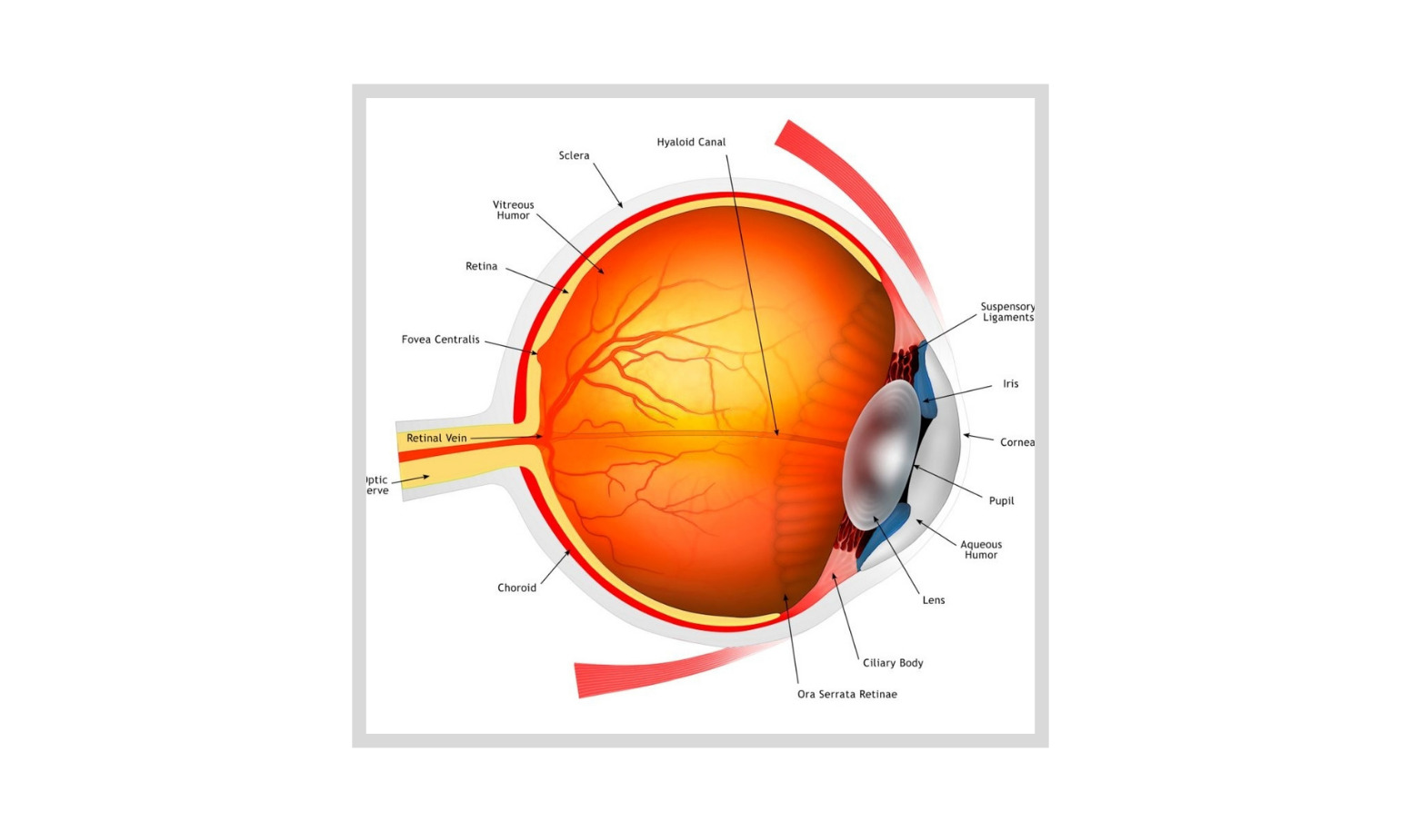 Lutenol vision support supplement